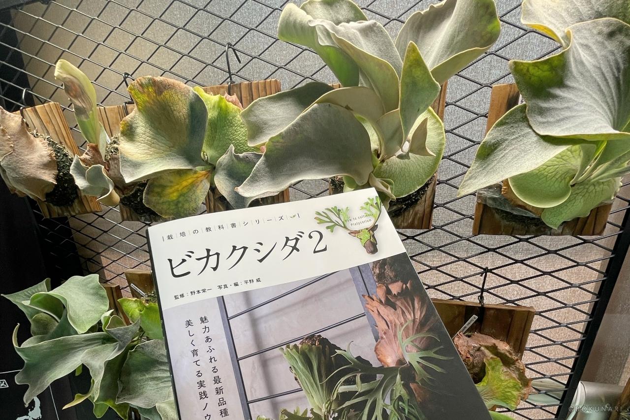 ものまねタレントのビカク論:芸能界きってのビカクシダ愛好家・そのまんま美川のビカクシダコラム