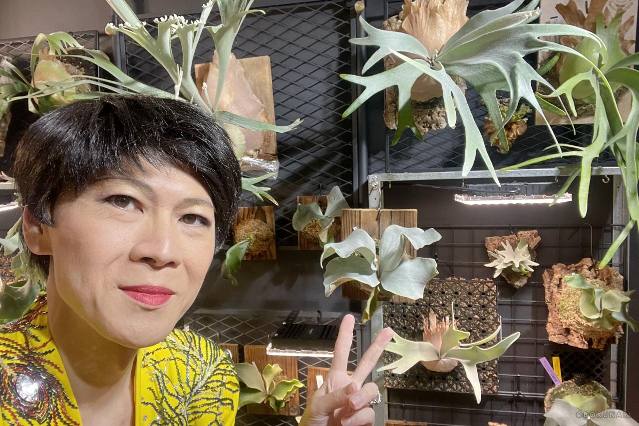 ものまねタレントのビカク論:芸能界きってのビカクシダ愛好家・そのまんま美川のビカクシダコラム