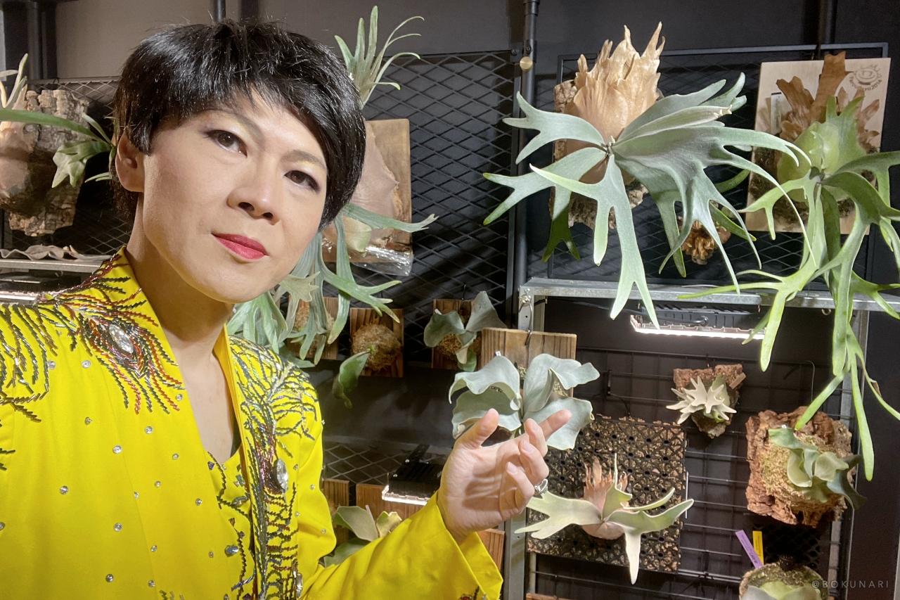 ものまねタレントのビカク論:芸能界きってのビカクシダ愛好家・そのまんま美川のビカクシダコラム