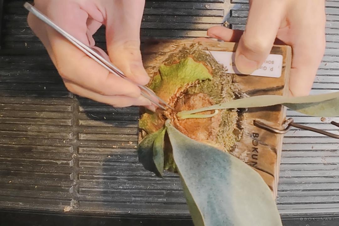 ビカクシダの成長点が埋もれてしまった時の解決方法