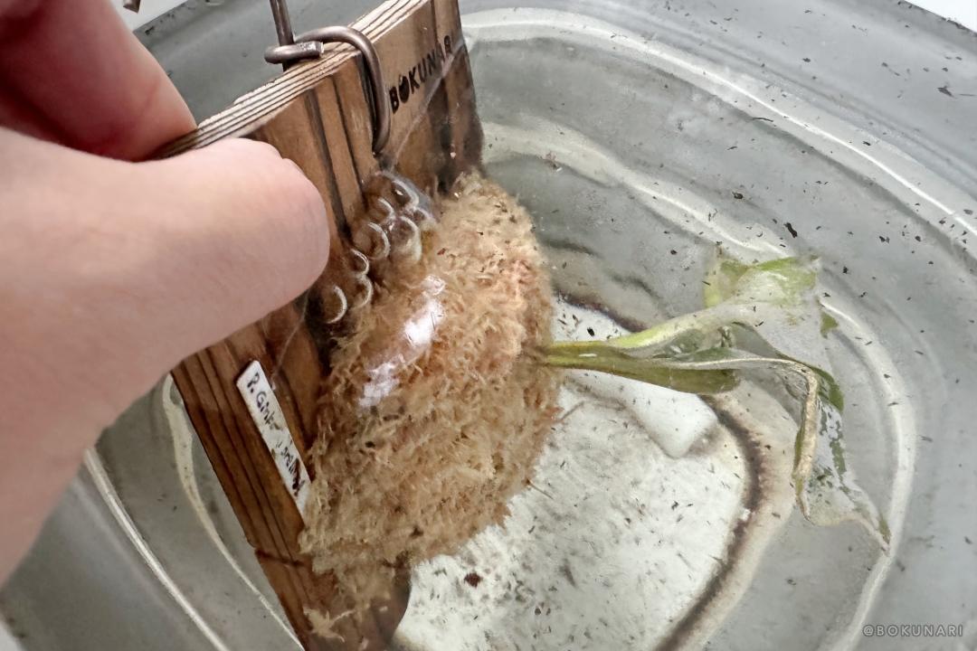 【初心者向け】板付けビカクシダの水やりのタイミングと水やり方法◯選
