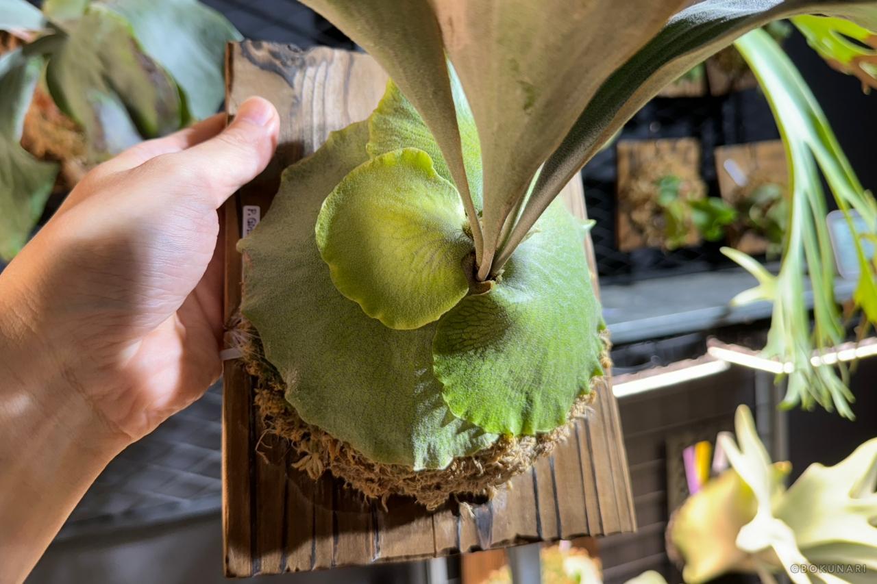 【貯水葉】重なり方が変!正しくする方法、カットしても大丈夫?!