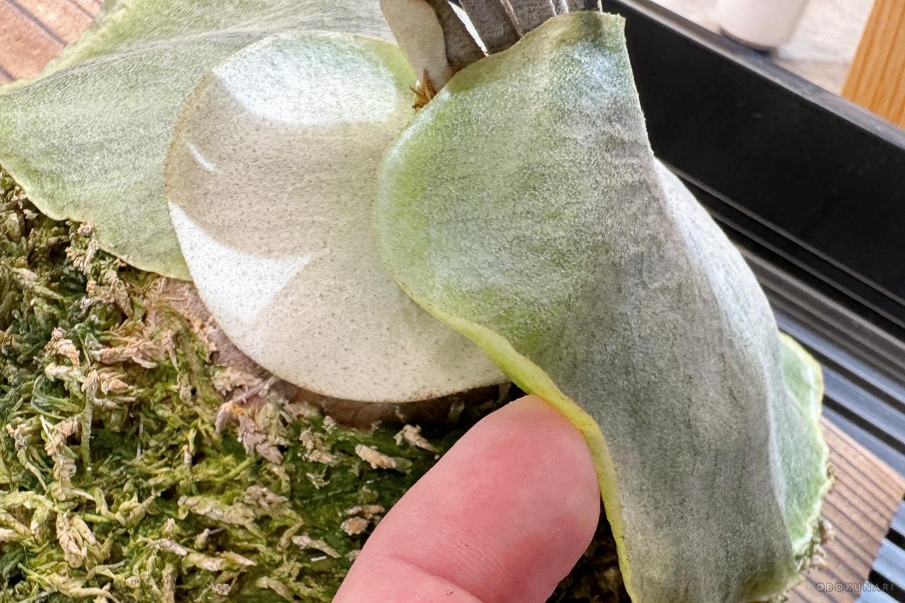 【貯水葉】重なり方が変！正しくする方法、カットしても大丈夫？！