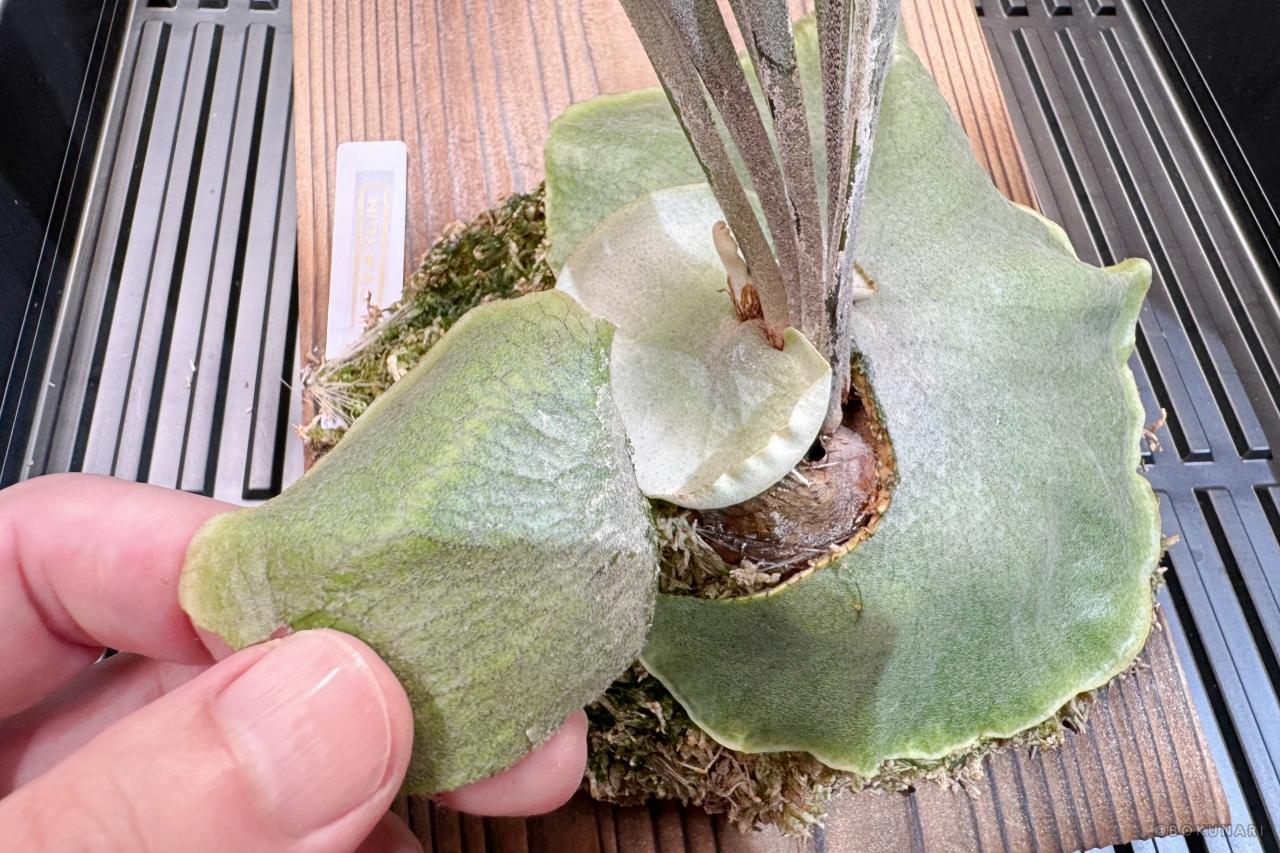 【貯水葉】重なり方が変！正しくする方法、カットしても大丈夫？！