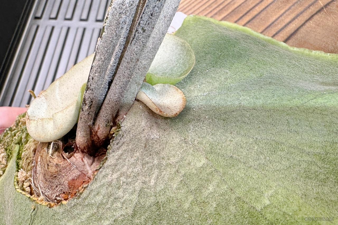 【貯水葉】重なり方が変！正しくする方法、カットしても大丈夫？！
