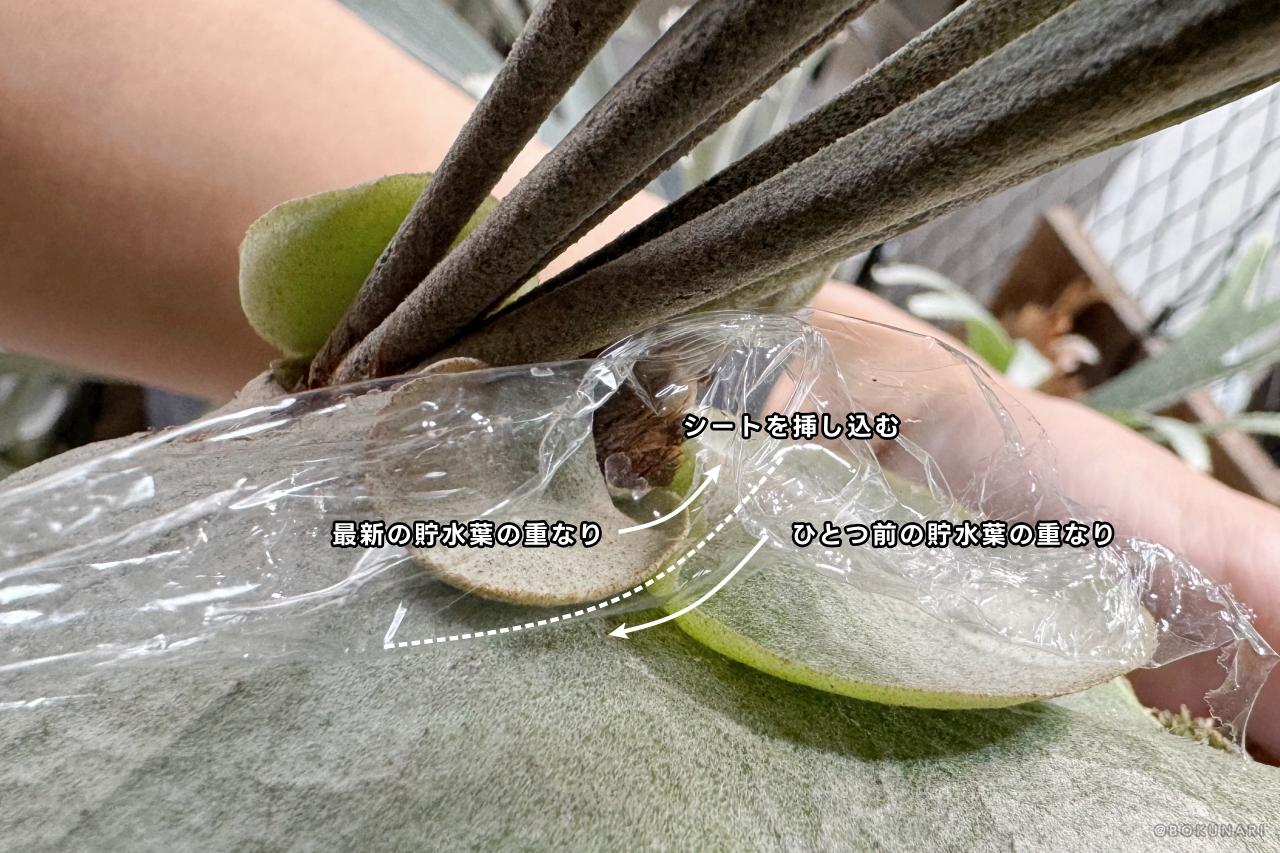 【貯水葉】重なり方が変！正しくする方法、カットしても大丈夫？！