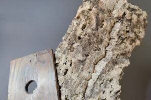 【ビカクシダ板付け】板の種類と特徴を解説