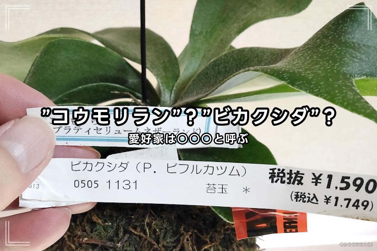 howto-bikakushida-or-