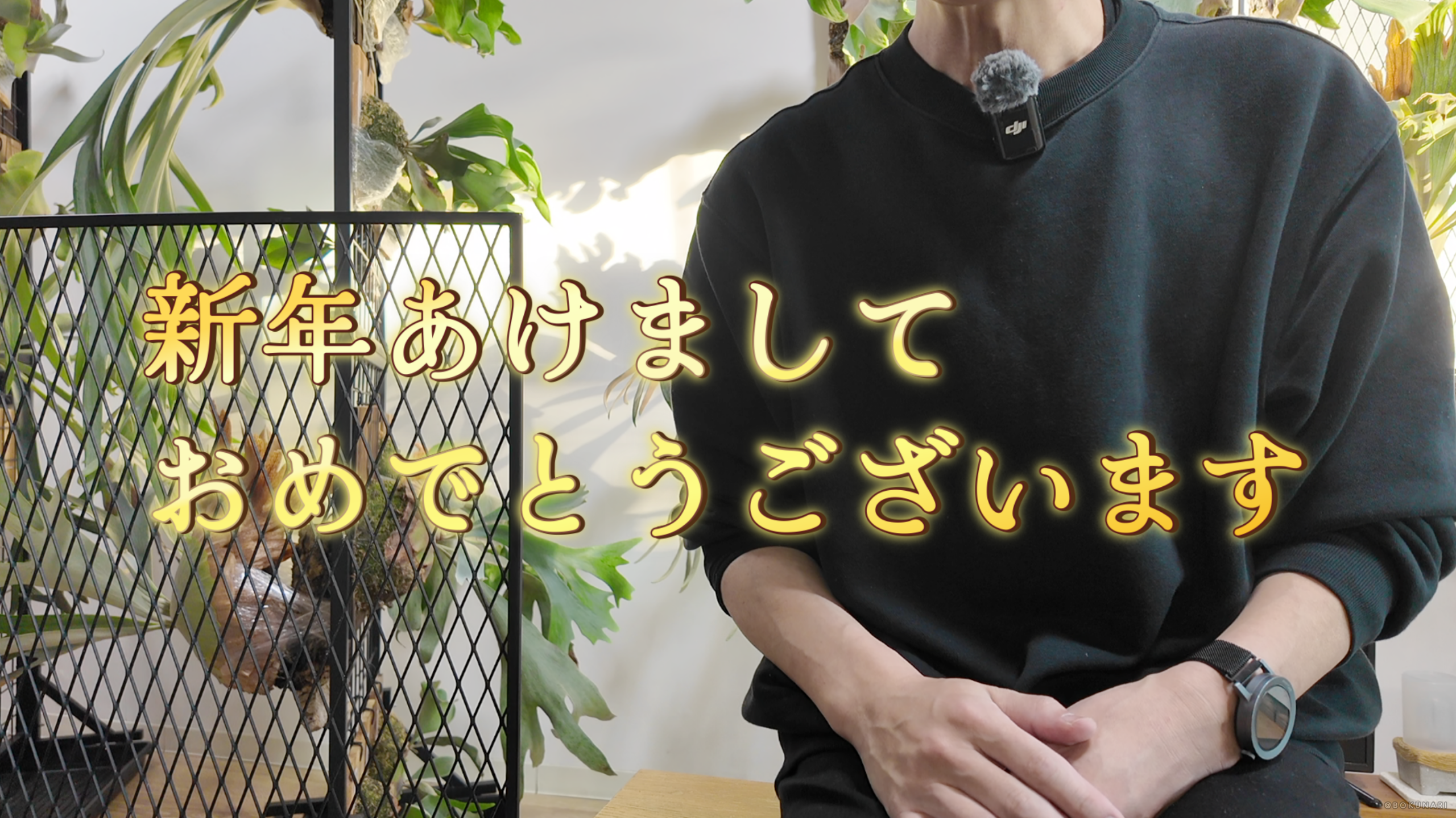 2026年のお正月に振り返る”ビカクシダの出来事 2025 TOP3”