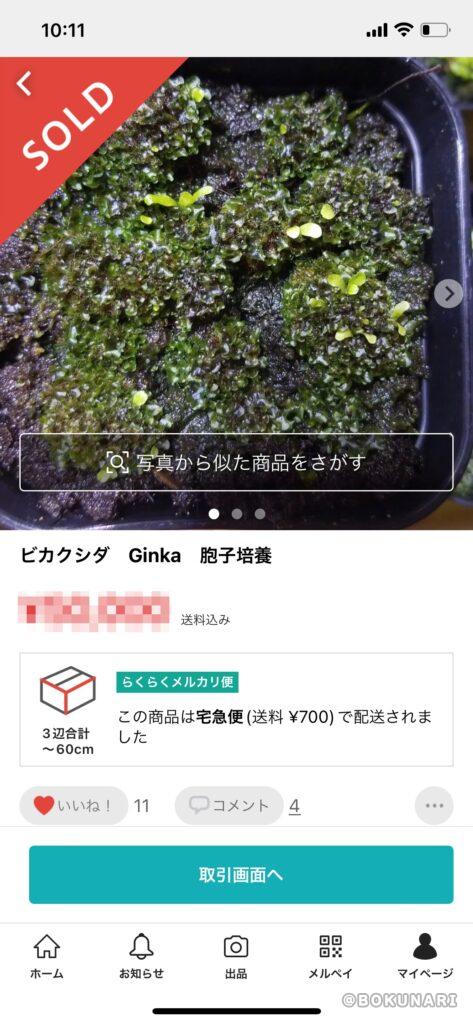 オンラインストア最安 ビカクシダ GINKA(OC) 銀華 胞子 - インテリア小物
