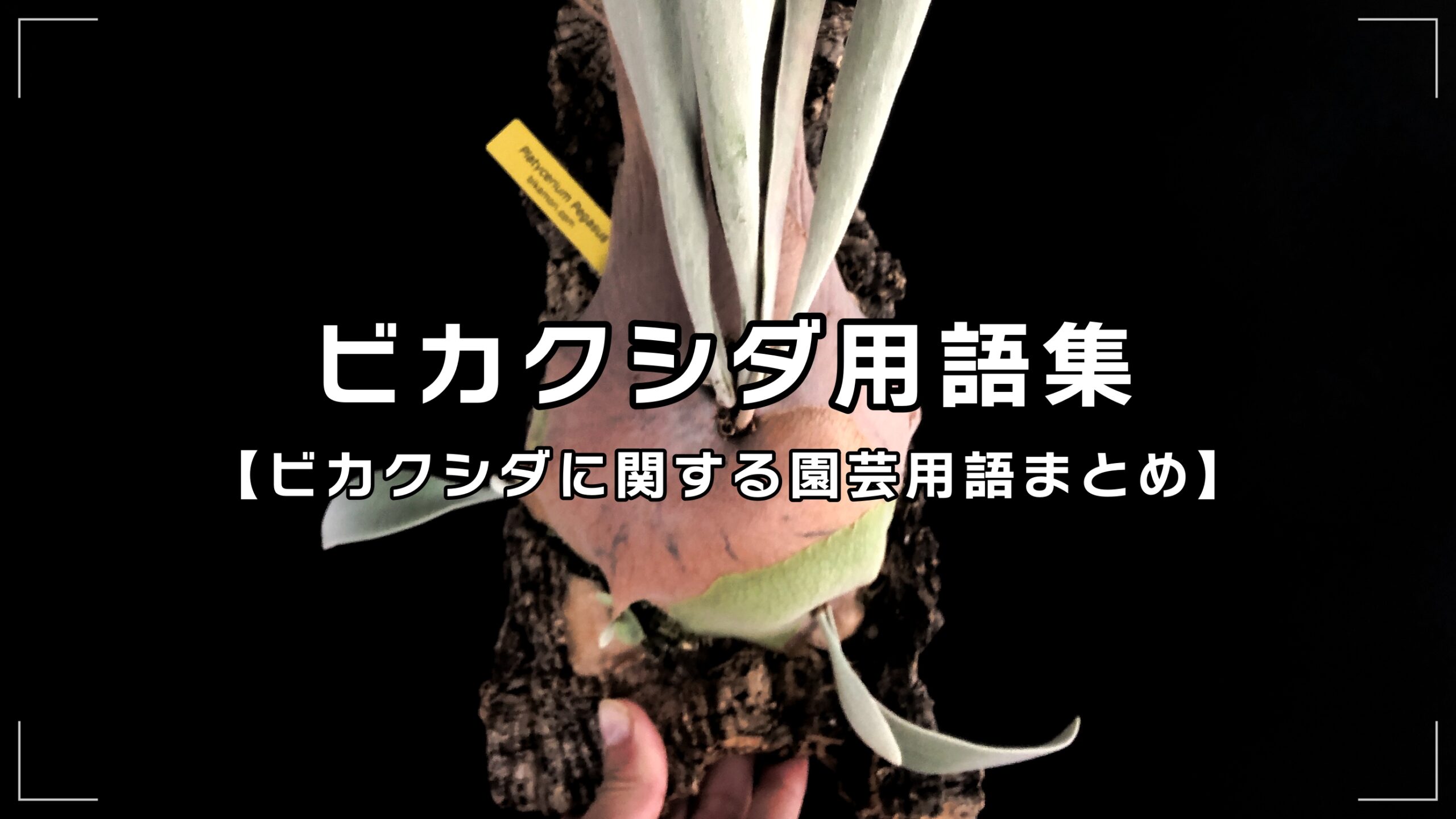 【ビカクシダ用語集】はじめてのビカクシダ栽培に知っておきたい用語まとめ
