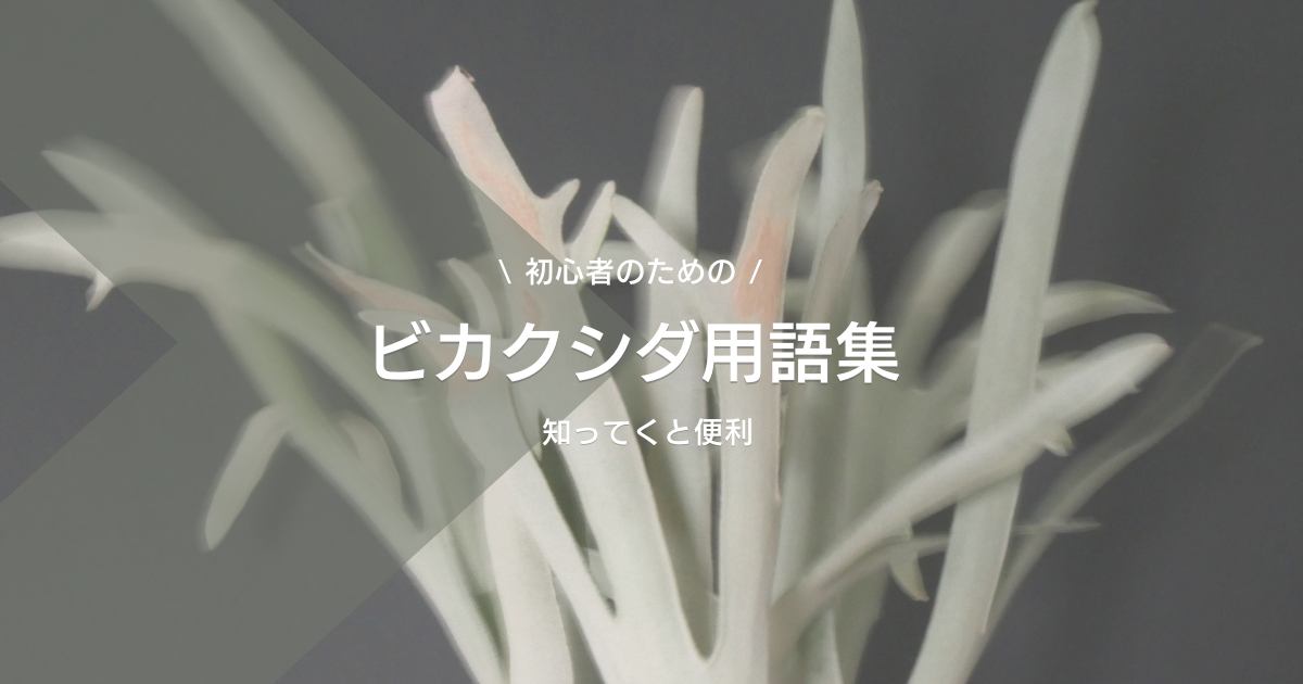 知っておくと便利な”ビカクシダ用語”まとめ