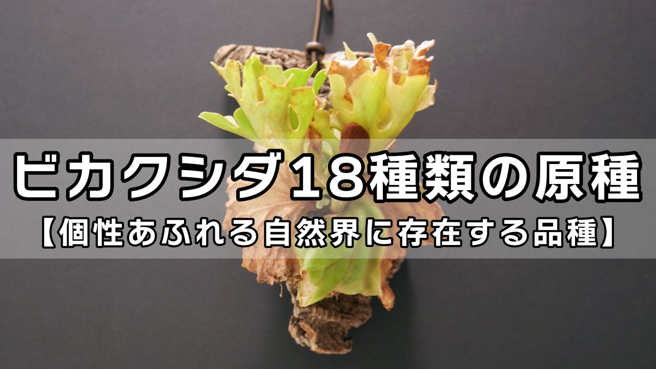 ビカクシダの原種18種類と品種ごとの自生地・特徴・育て方のまとめ ...