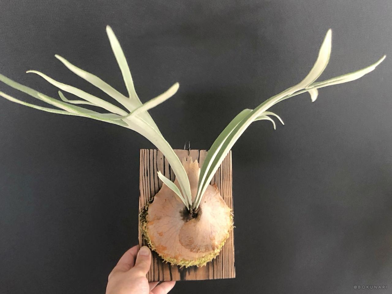 コウモリラン＝ビカクシダ。同じ植物？愛好家の中ではどう呼ばれている？