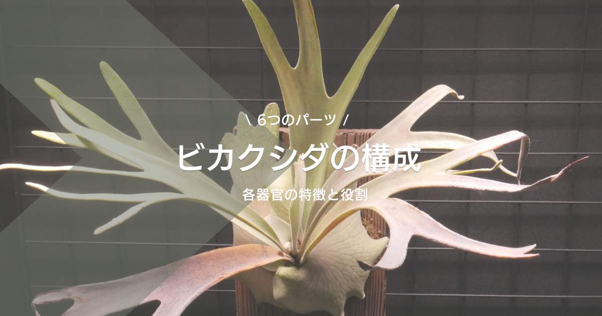 ビカクシダを構成する【6つの部位と役割】を徹底解説