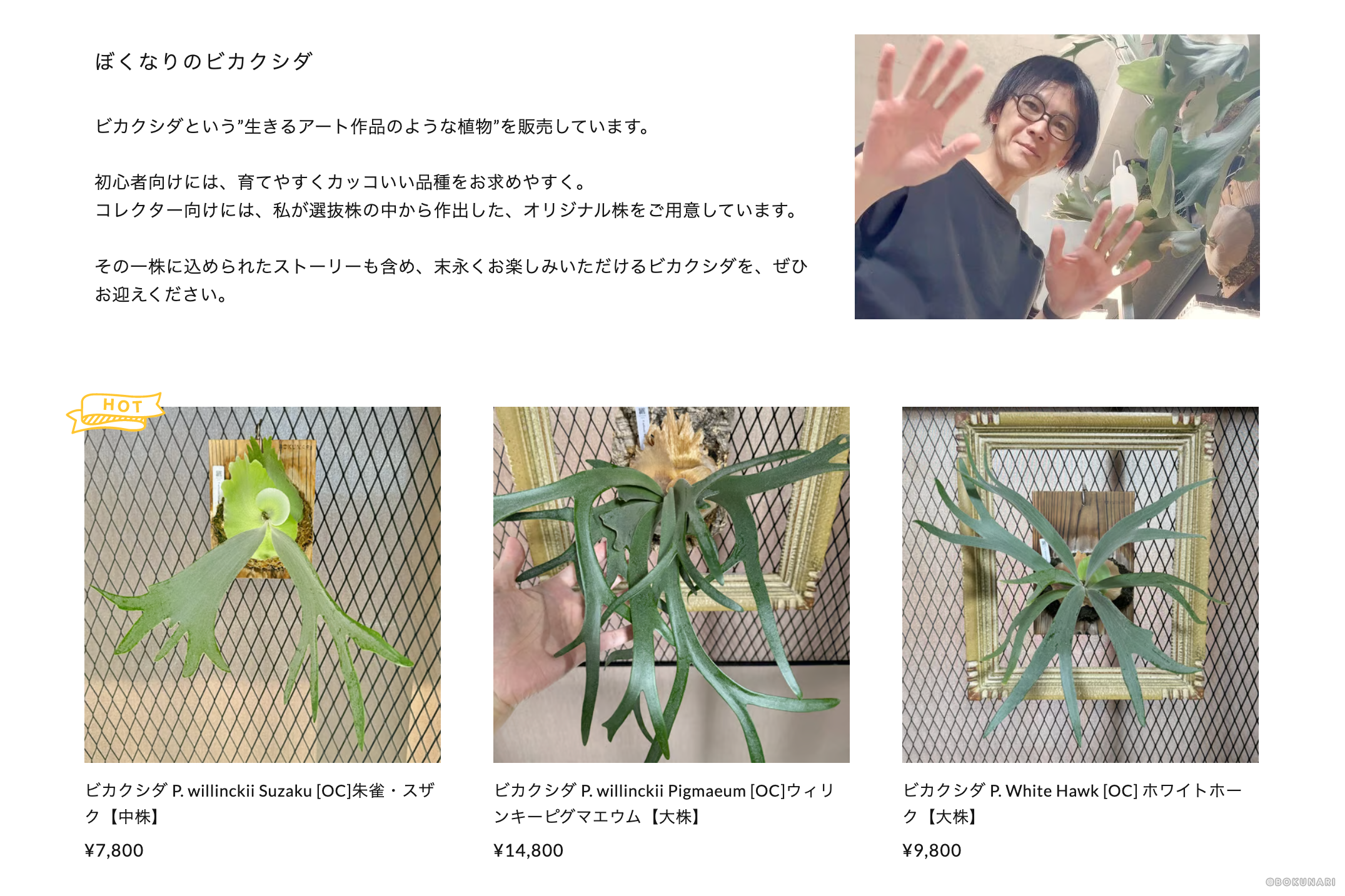 芸能界きってのビカクシダ愛好家・そのまんま美川のビカクシダがすごい。変態植物倶楽部もびっくりの一品種の深堀りがエグい。