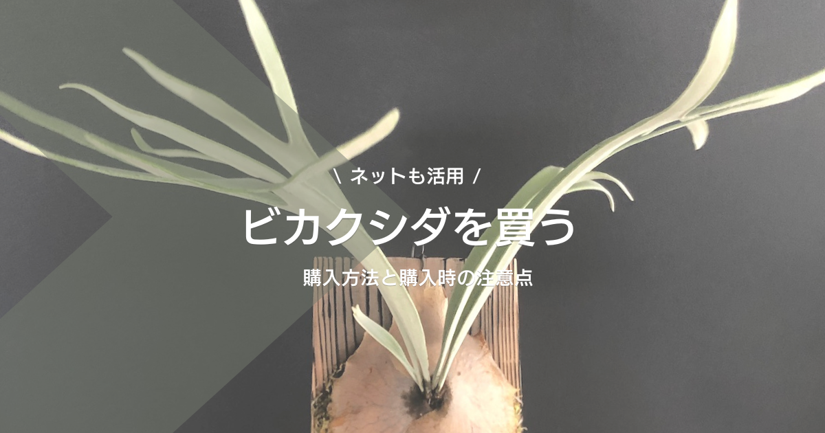 普及品種は園芸店・ホームセンター。レア品種はネット売買が中心。ビカクシダの購入方法と購入時の注意点。