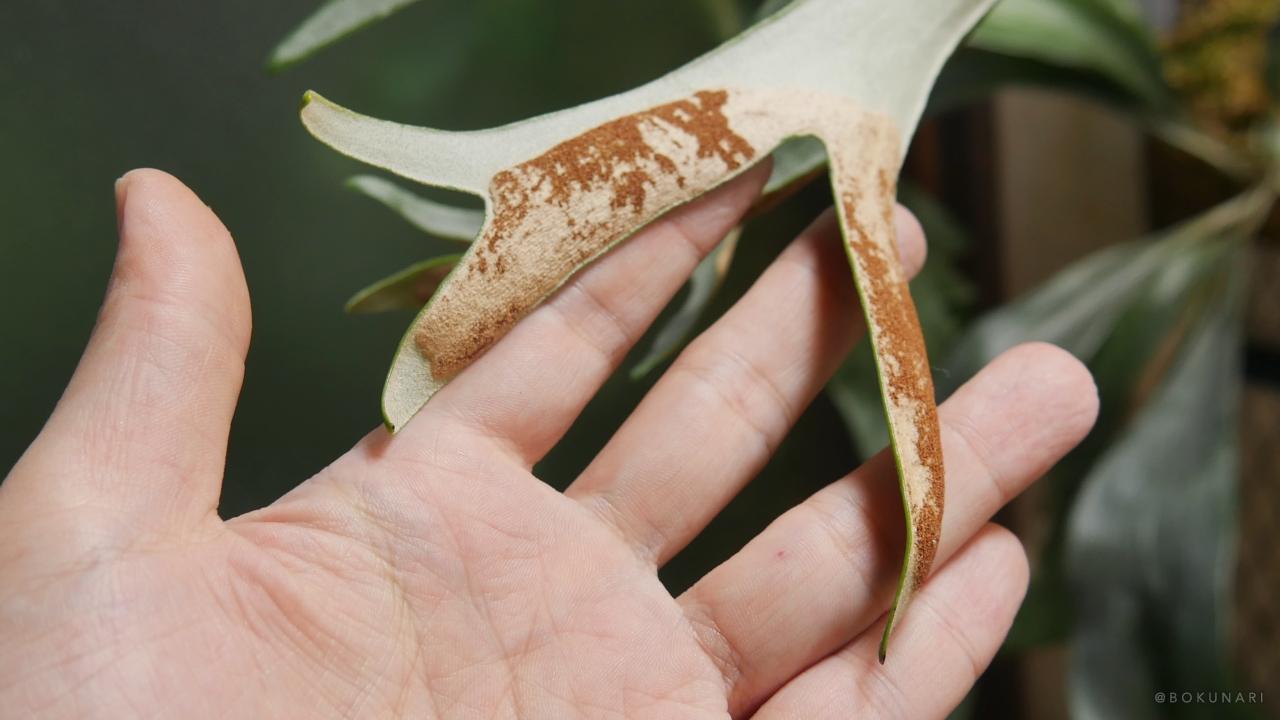 茶褐色に熟した胞子なら、胞子培養に適している状態