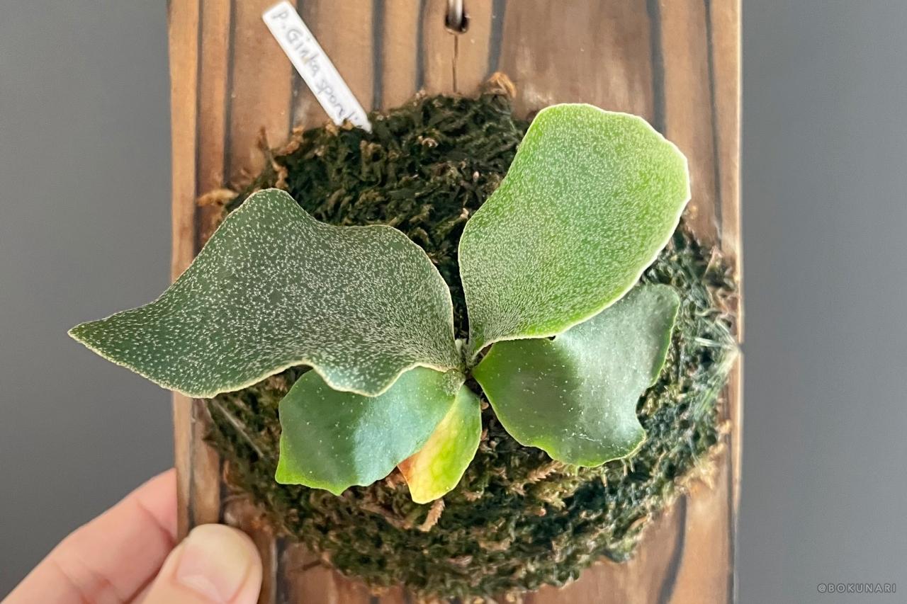 P.GINKA x Cotton Cloud 中〜親株サイズ 銀華マニア】「P. Ginka」胞子培養2年目の記録：生育の加速とOC株との
