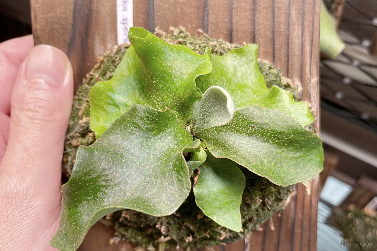 P.GINKA x Cotton Cloud 中〜親株サイズ 銀華マニア】「P. Ginka」胞子培養2年目の記録：生育の加速とOC株との