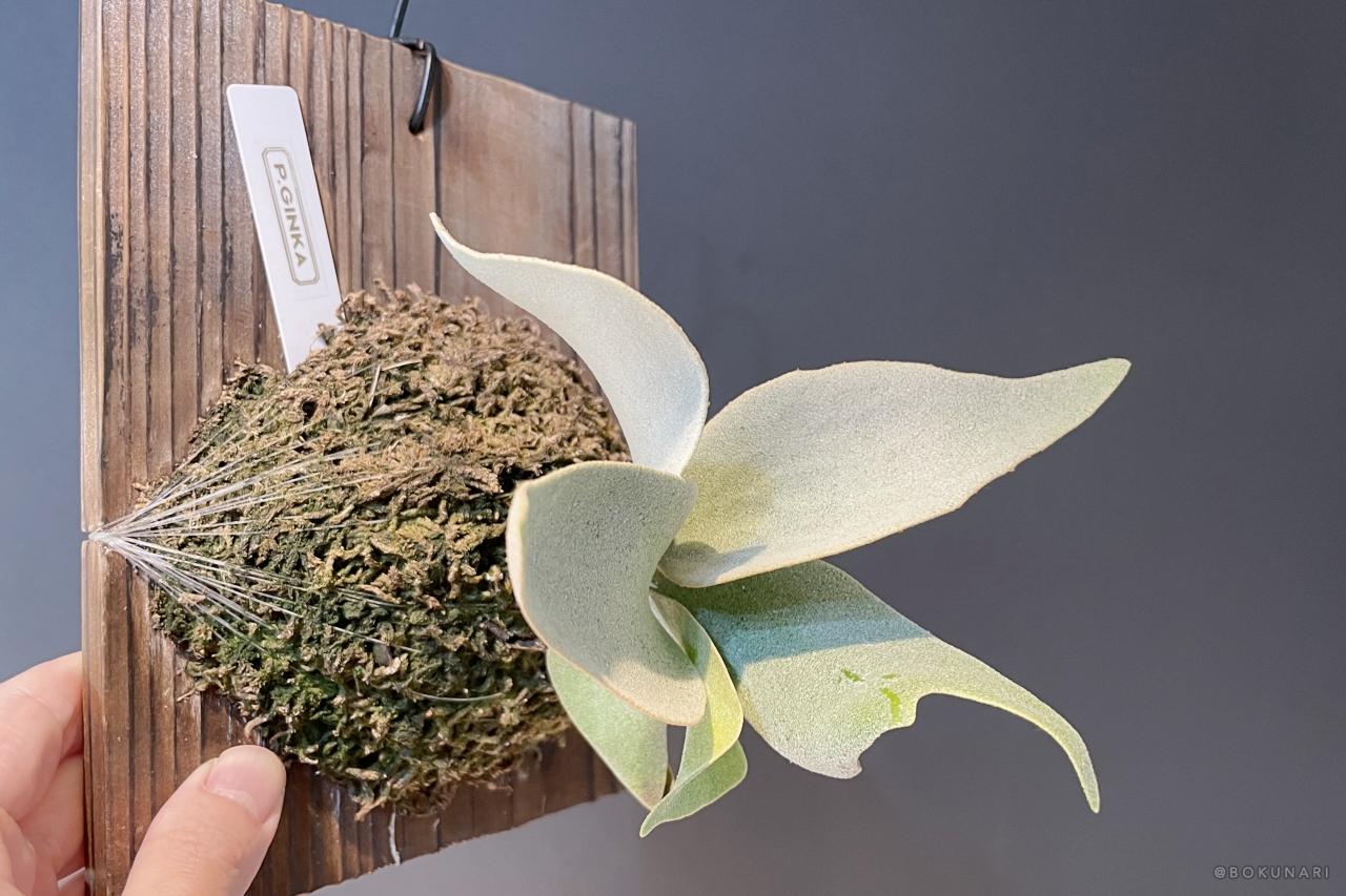 銀華マニア】「P. Ginka」胞子培養2年目の記録：生育の加速とOC株との