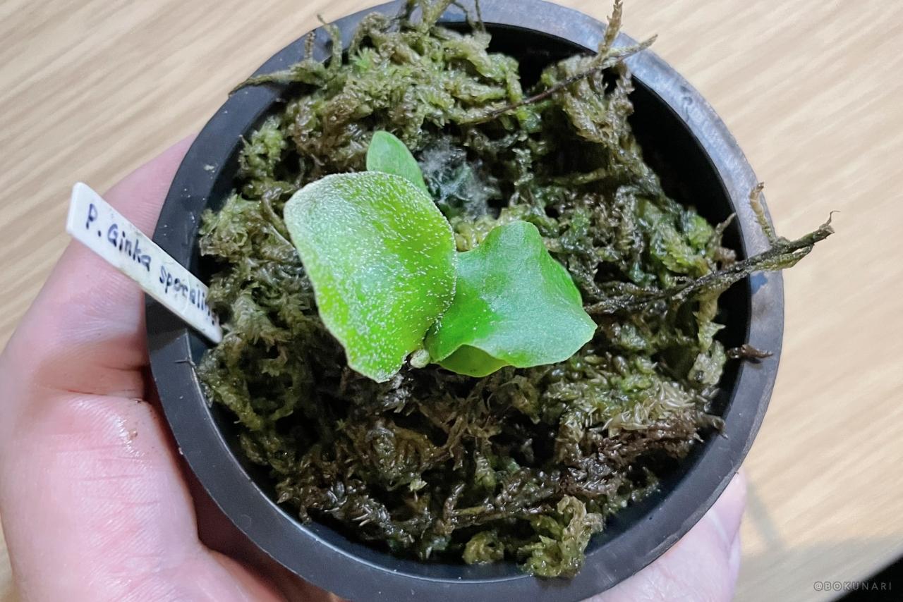 銀華マニア】「P. Ginka」胞子培養2年目の記録：生育の加速とOC株との