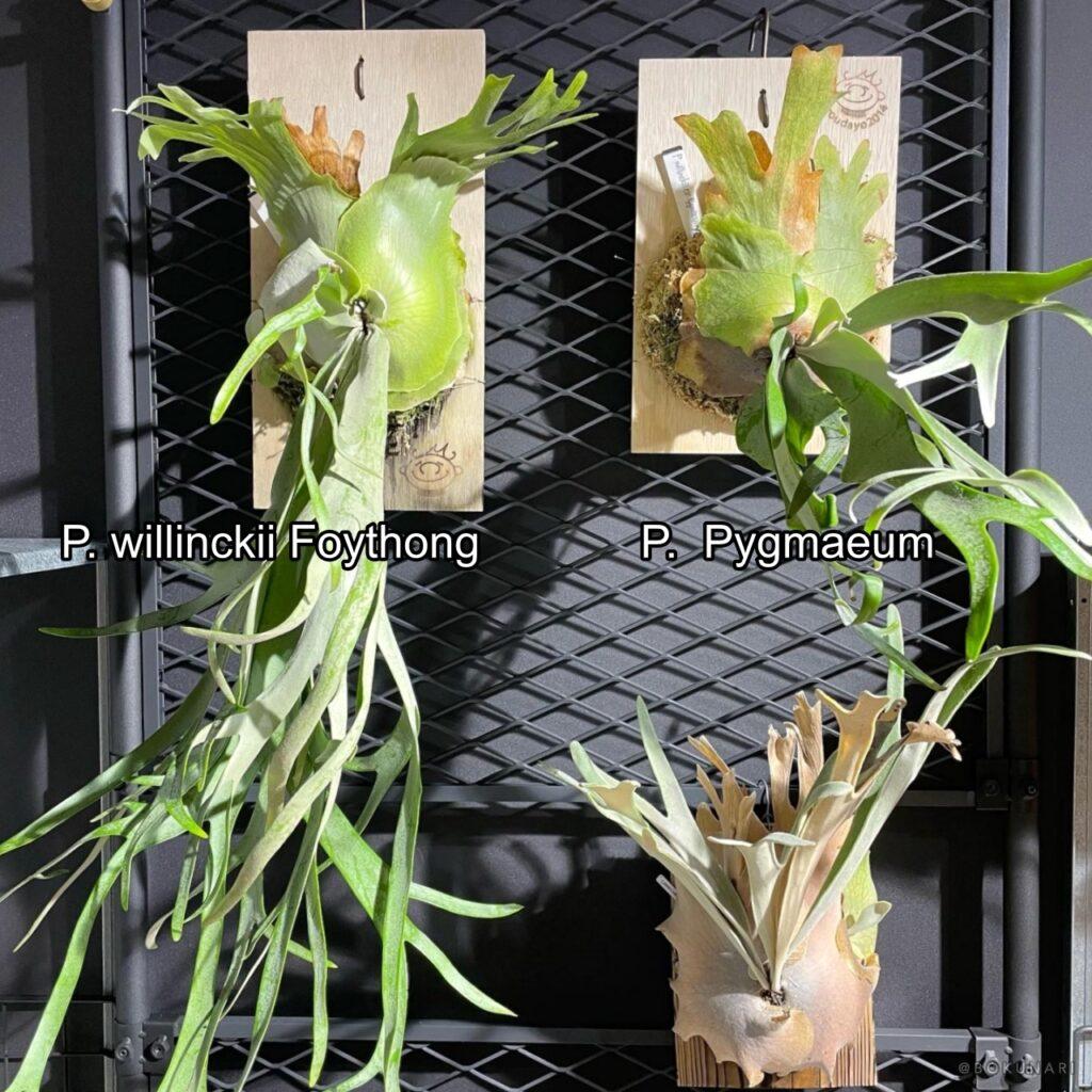 緑塊祭 vol.2 でお迎えした「P. willinckii Foythong」と「P. Pygmaeum」