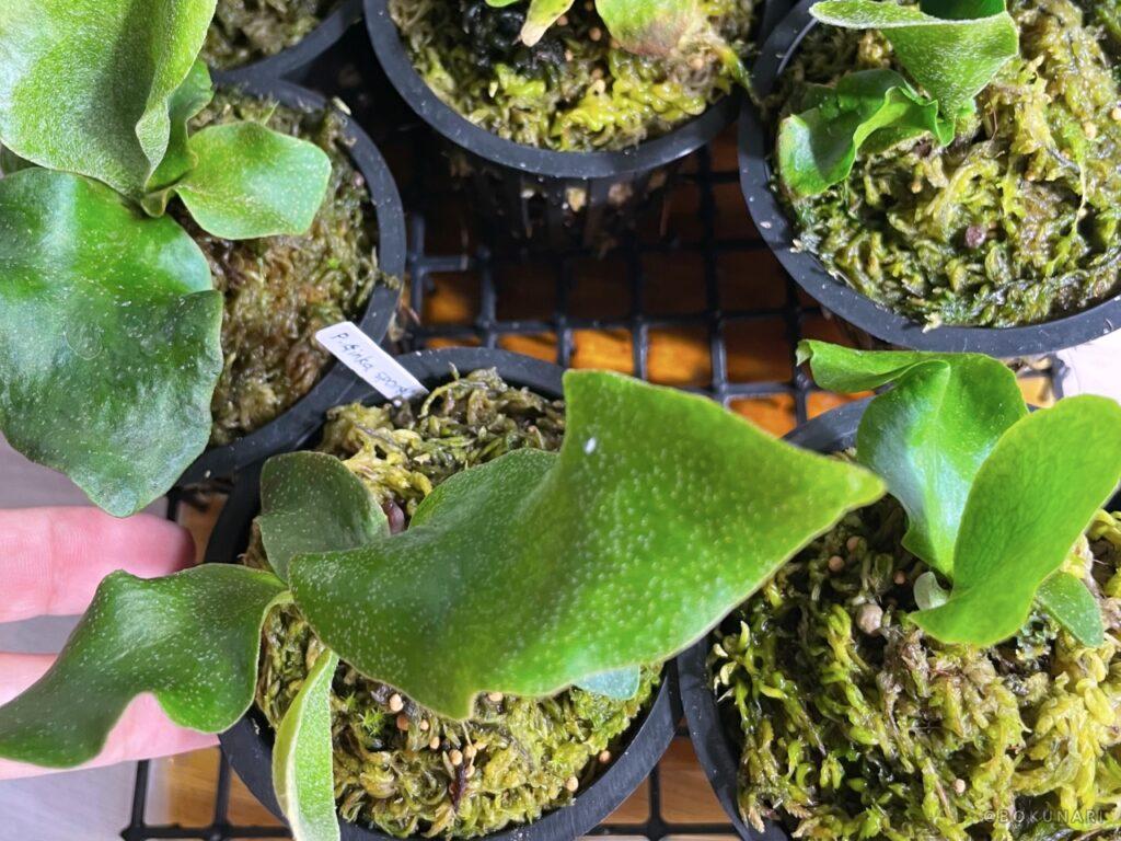 BOKUNARIが育てている「P. Ginka sporelings」