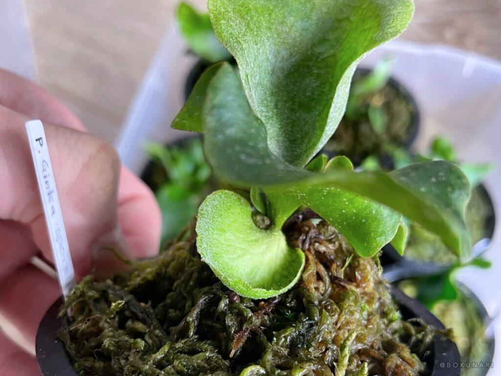 BOKUNARIが育てている「P. Ginka sporelings」