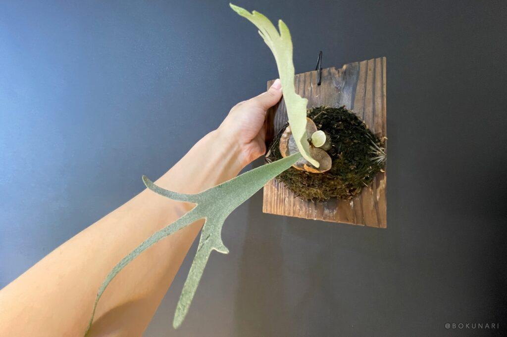 P. willinckii Foythong (OC) 子株