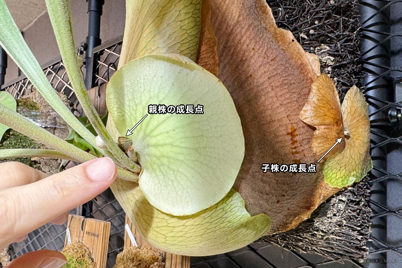 ビカクシダ【子株】と【脇芽】の違い。脇芽放置がNGな理由も解説。
