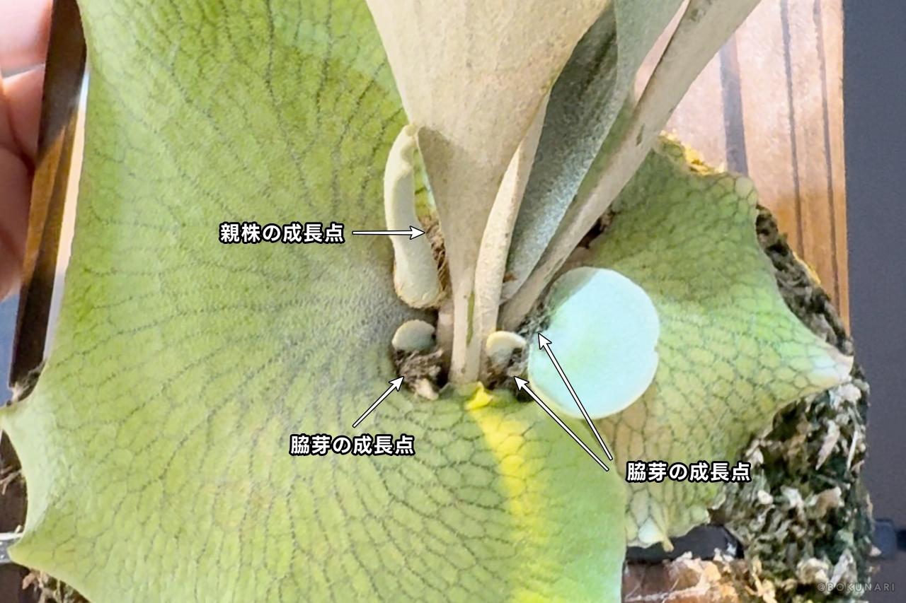 ビカクシダ【子株】と【脇芽】の違い。脇芽放置がNGな理由も解説。