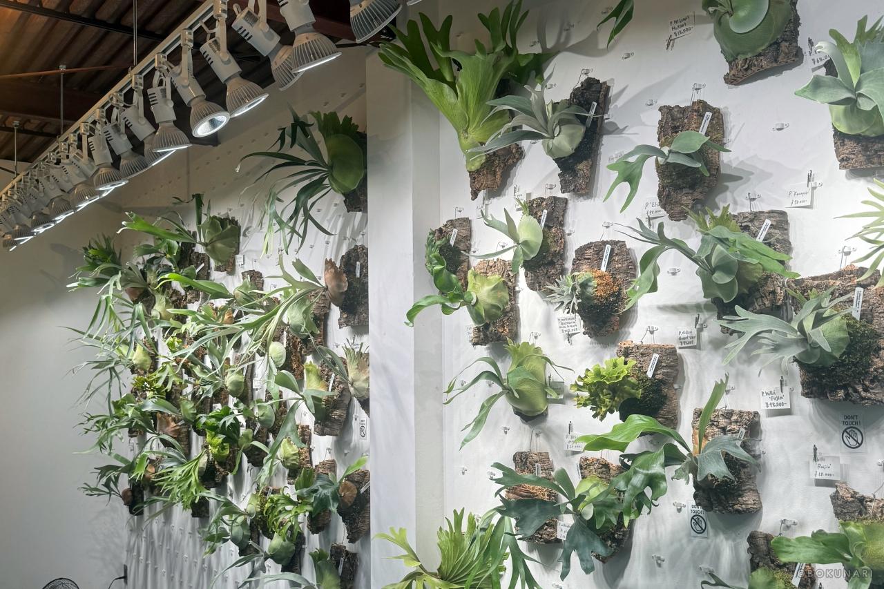 目の保養になりました。 vandaka plants GALLERY TOKYO 訪れてきました。