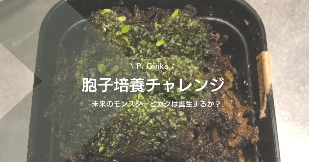 か*ま様 ビカクシダ P. Phoenix 胞子培養 begin-ginka-sprelings-pt-