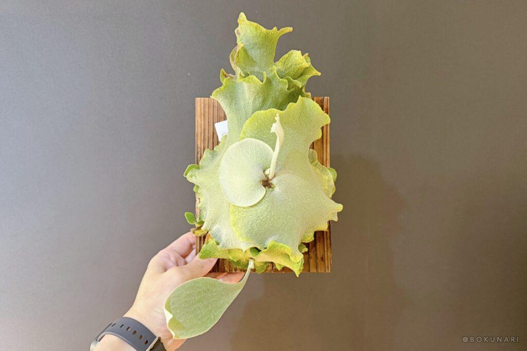 やっと貯水葉ターンが終わって、胞子葉ターンに突入した我が家の「P. Ginka(OC)」。どんな胞子葉が出るか楽しみ。