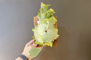 やっと貯水葉ターンが終わって、胞子葉ターンに突入した我が家の「P. Ginka(OC)」。どんな胞子葉が出るか楽しみ。