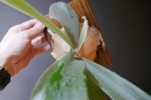 ビカクシダ成長点の向きが横を向いてしまっている株の例