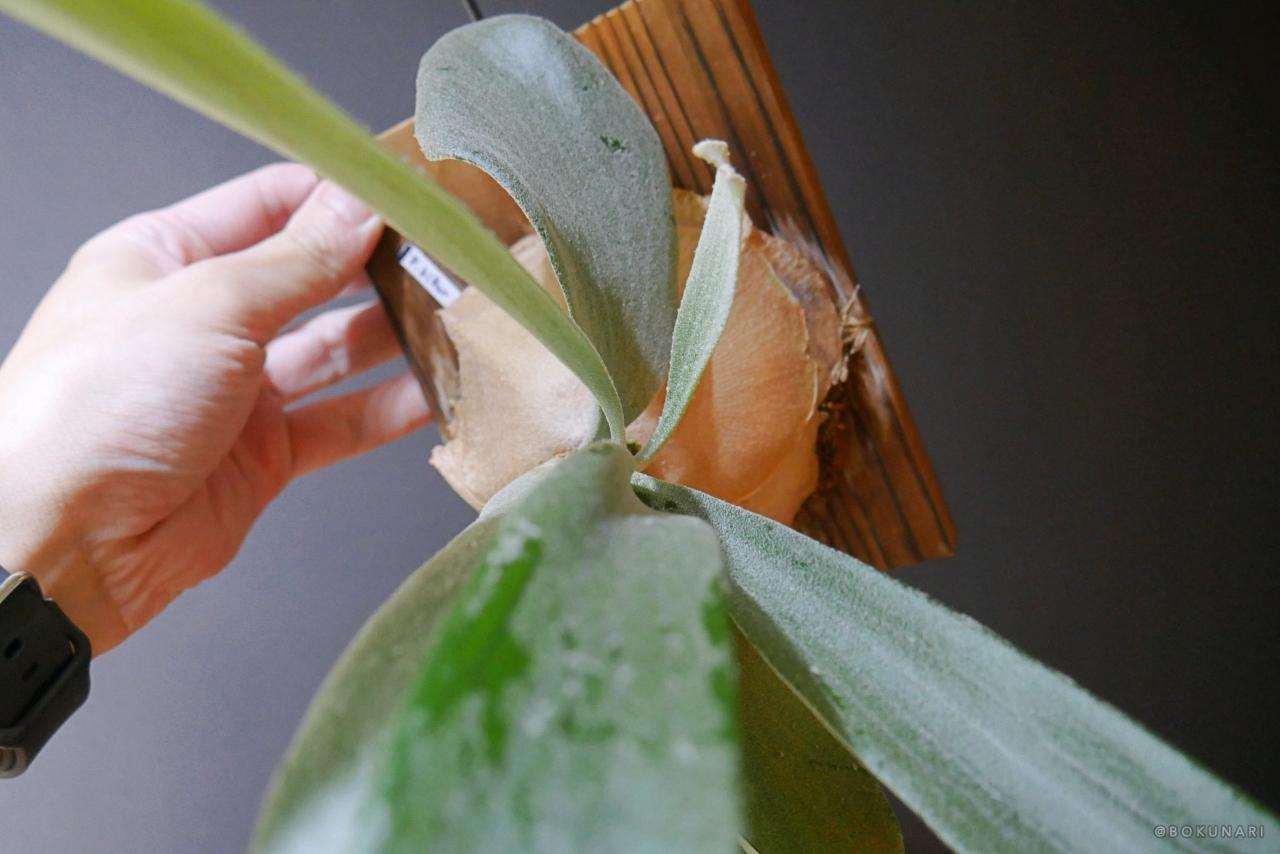 ビカクシダ成長点の向きが横を向いてしまっている株の例