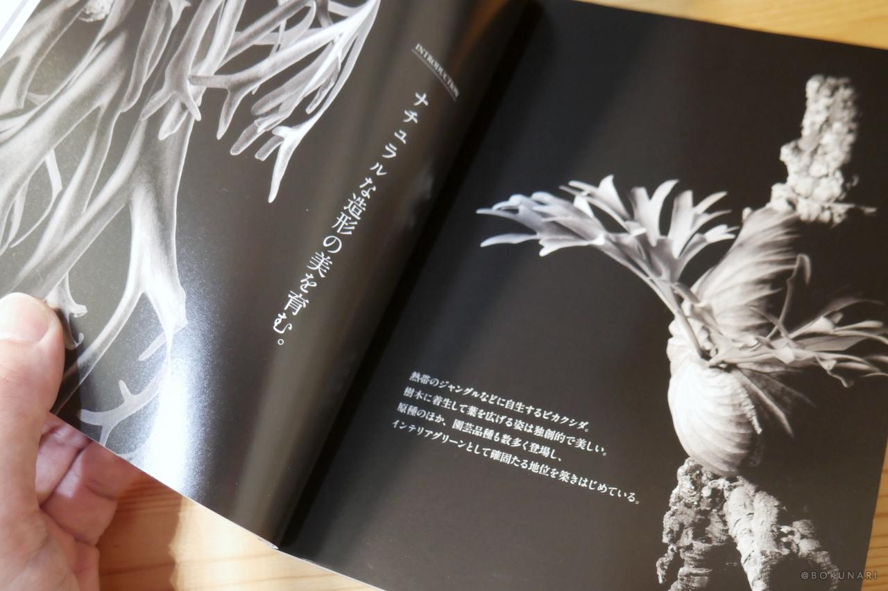 【ビカクシダ専門書】発売!ビカクシダ -独創的な草姿が魅力のビザールプランツ- 【レビュー】