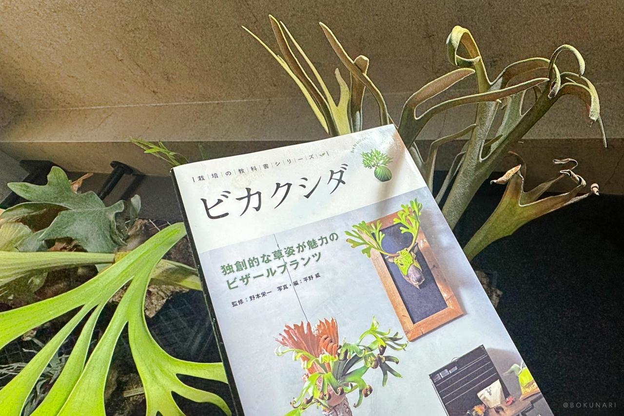 【ビカクシダ専門書】発売!ビカクシダ -独創的な草姿が魅力のビザールプランツ- 【レビュー】