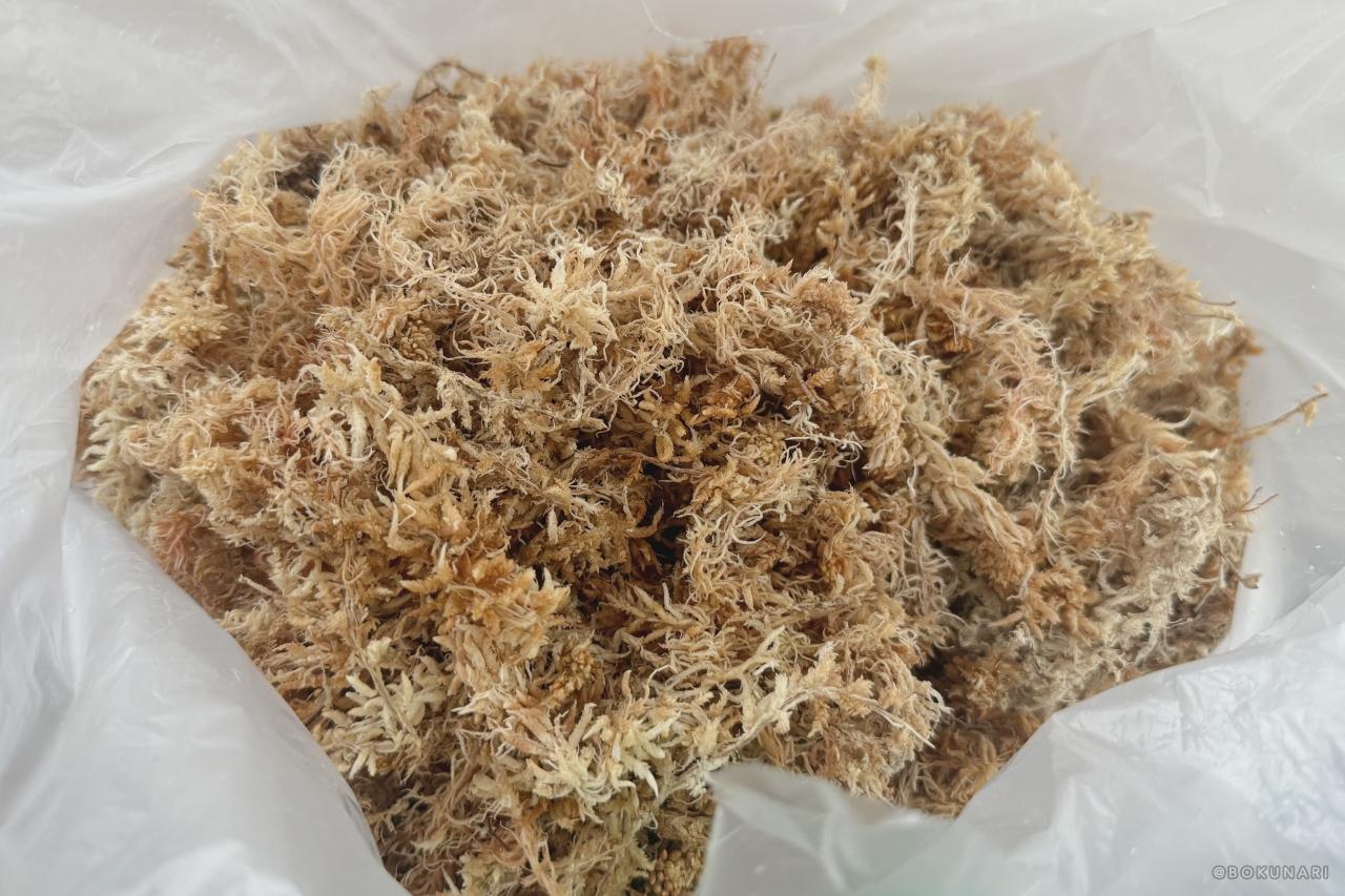 【フワフワの水苔】ビカクシダの板付けに必須！【乾燥水苔の戻し方】