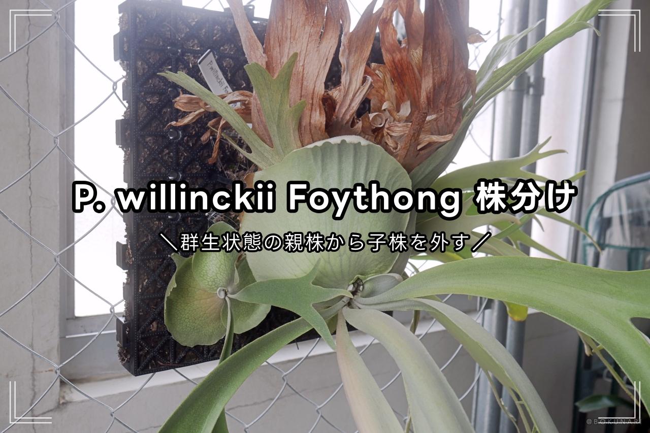 株分け】P. willinckii Foythong 群生状態ビカクシダの親株から子株を外す