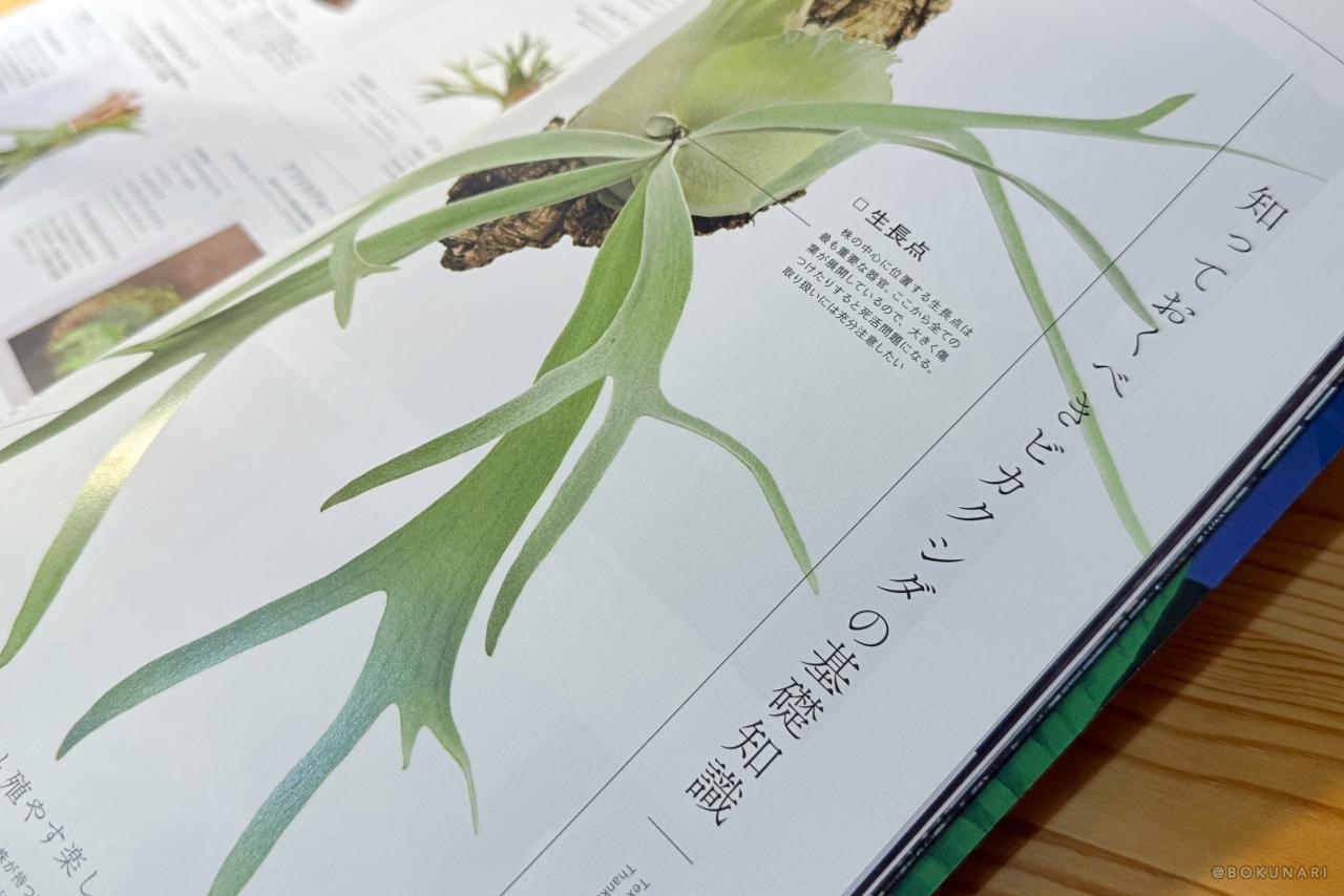 INDOOR JUNGLE No.02 特集”ビカクシダ現象”迫力の秘蔵株掲載で魅力の深淵へ