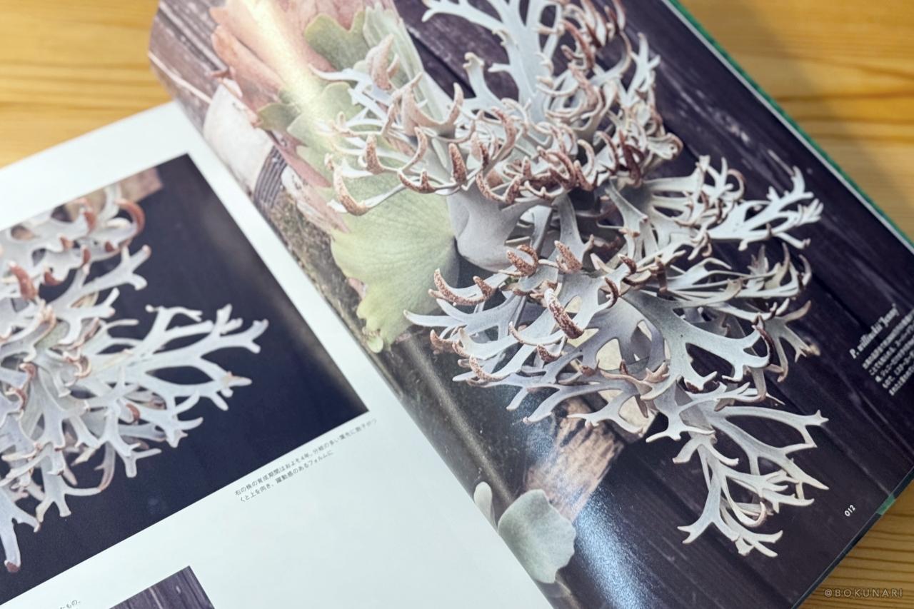 INDOOR JUNGLE No.02 特集”ビカクシダ現象”迫力の秘蔵株掲載で魅力の深淵へ