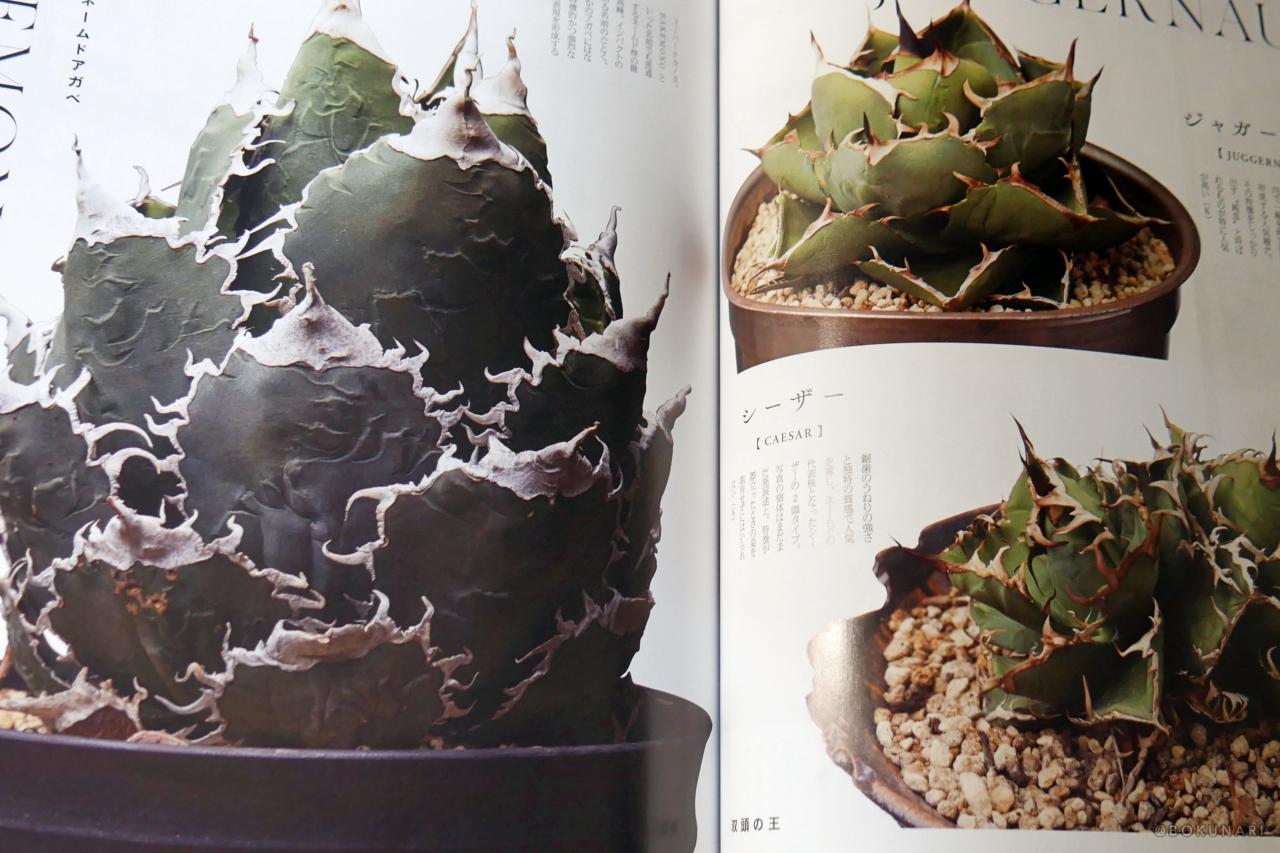 INDOOR JUNGLE No.02 特集”ビカクシダ現象”迫力の秘蔵株掲載で魅力の深淵へ