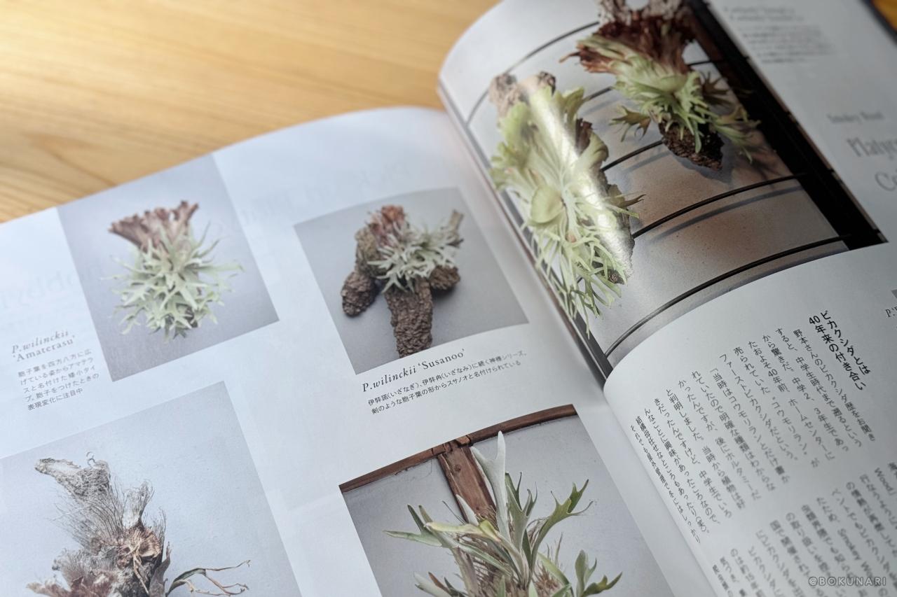 INDOOR JUNGLE No.02 特集”ビカクシダ現象”迫力の秘蔵株掲載で魅力の深淵へ