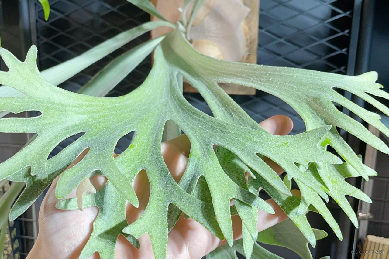 コウモリラン＝ビカクシダ。同じ植物？愛好家の中ではどう呼ばれている？