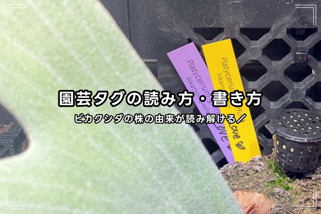 ビカクシダの品種名の書かれた「タグ」「ラベル」の読み方・書き方