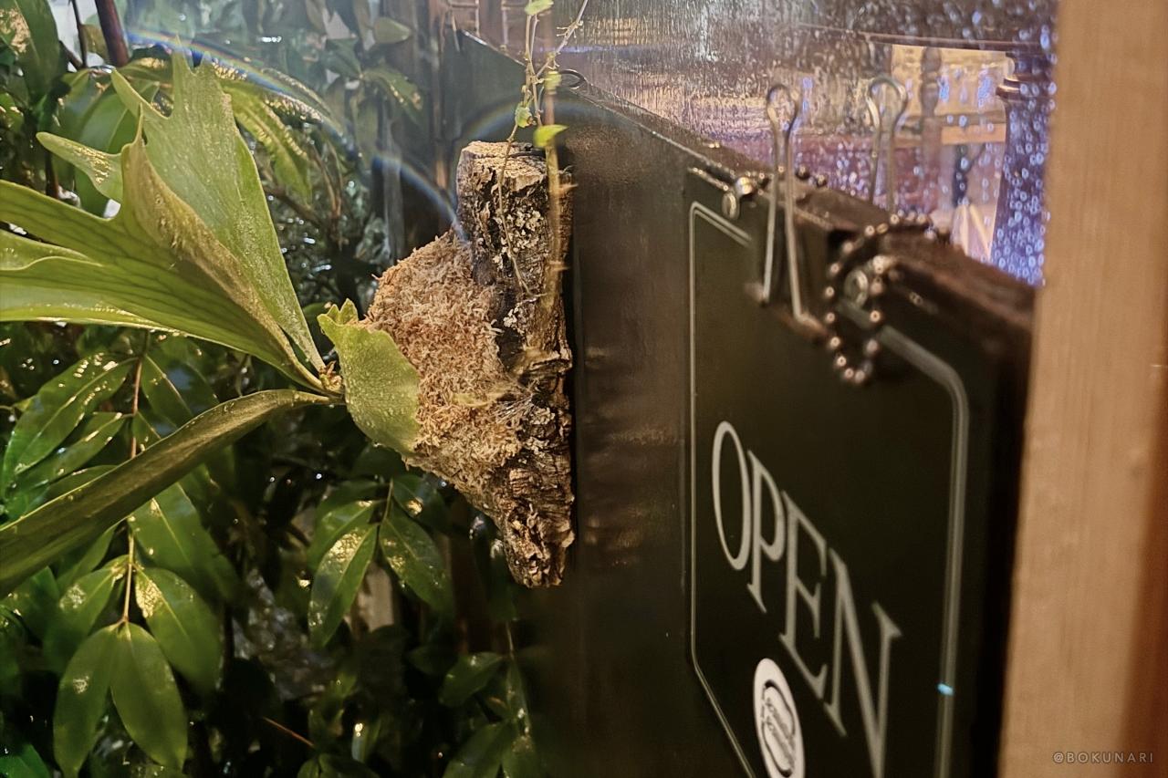 【B会 in 静岡】豪雨の中、ビカクシダ愛好家の交流をしました