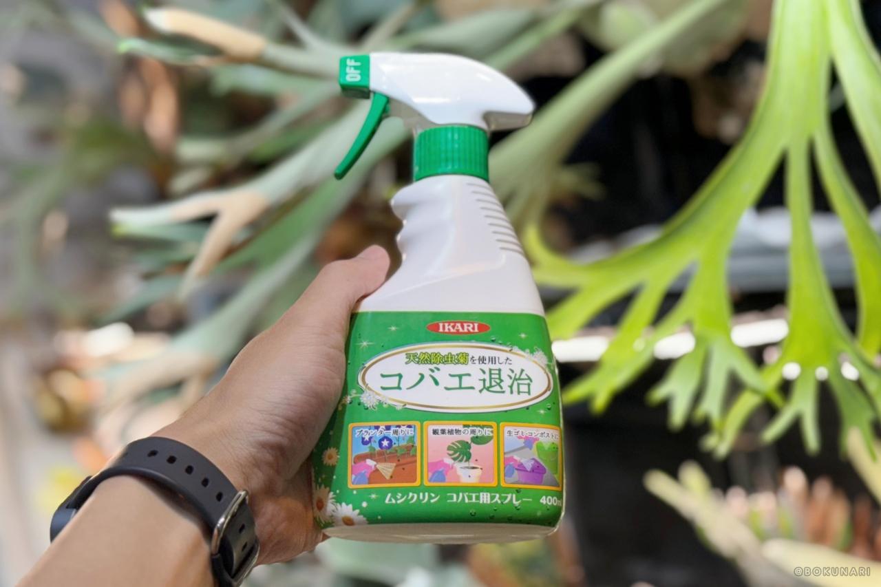 【ムシクリン コバエ用スプレー】ビカクシダの屋内管理の「コバエ駆除」に使える殺虫剤レビュー